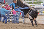 Sports Action 2nd: Bighorn Stampede by Brittany Willsie, Rocky Mountain House Mountaineer